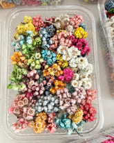 Himalayan Daisy Dried Flower